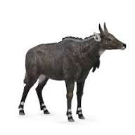 Animal Figures 4