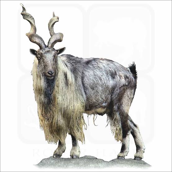 Animal Figures 4