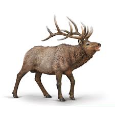 Animal Figures 4