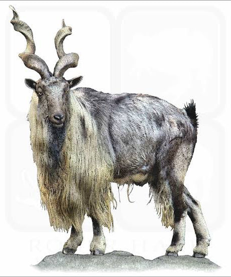 Animal Figures 4